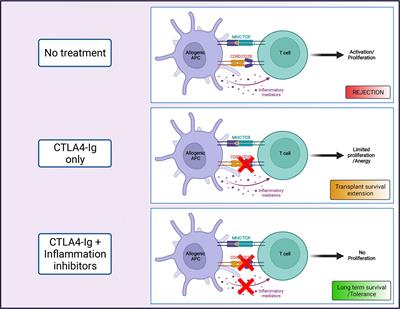 Targeting inflammation and immune activation to improve CTLA4-Ig-based modulation of transplant rejection